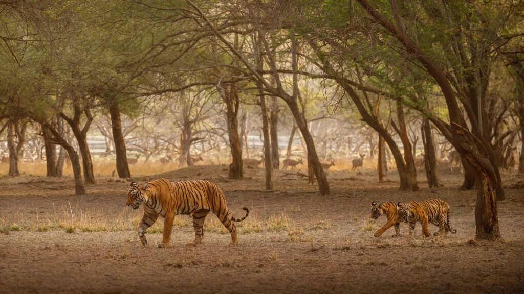 Explore Sundarbans - The Largest Mangrove Forest In The World